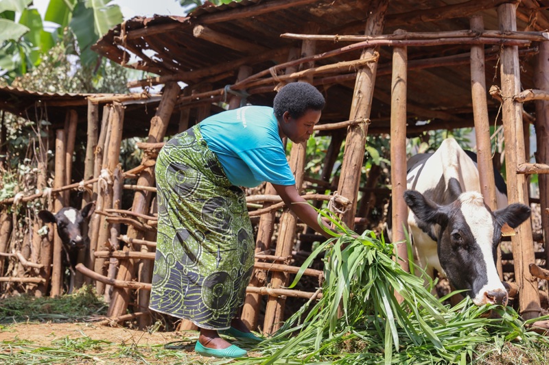 Eiginkona Aloys, Annonciatha að gefa kúnni.